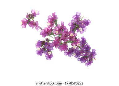 スターチス 花束 の画像 写真素材 ベクター画像 Shutterstock