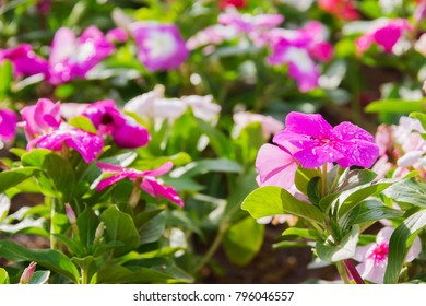 Pink Lizzie Borden Flower In Botanical Garden