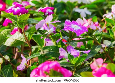 Pink Lizzie Borden Flower In Botanical Garden