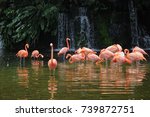 Pink long legs flamingo birds in a pond