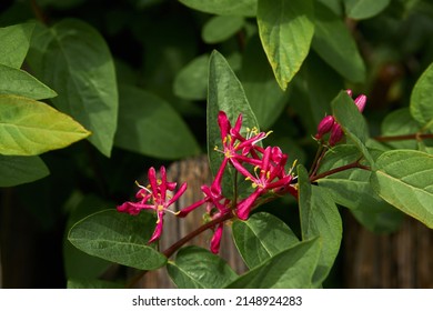 Pink Lonicera Flower Honysuckle Lonicera Serotina Stock Photo ...