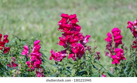 Pink Loosestrife Family In Mae Fah Luang Arboretum, Chiang Rai, Thailand