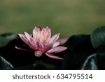 Pink Lotus