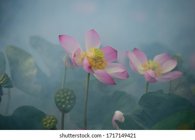 Pink lotus with artistic blurred background - Shutterstock ID 1717149421