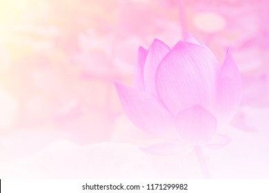 Pink Lotus Background Image Select Focus