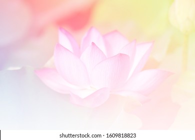 Pink Lotus Background Image Select Focus