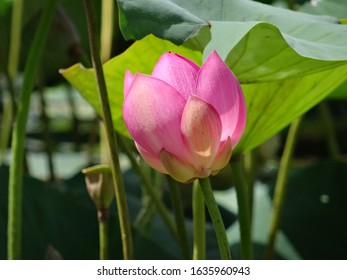 pink Lotus Bud close up with round green leaf and dark background