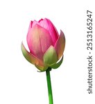 Pink lotus bud on a white background, showcasing the elegant and natural form of the flower in its pre-bloom stage. A minimalistic and detailed botanical image perfect for various design projects.