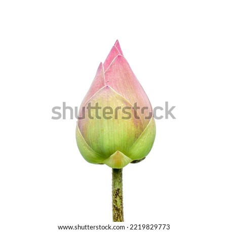 Pink lotus bud on white background Nelumbo