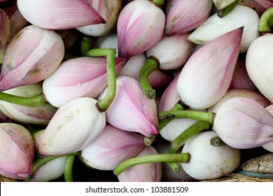 Pink lotus buds