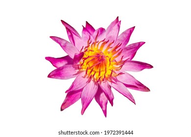 A Pink Lotus Cut Out The Background In White For The Boldness Of The Lotus Flower.