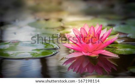 Pink lotus flot on the river gardent.