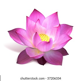 Pink Lotus Flower