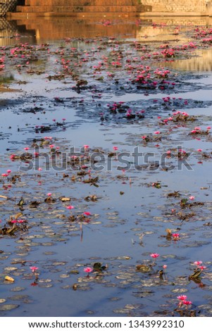 Similar – Image, Stock Photo Girl in autumn Plant