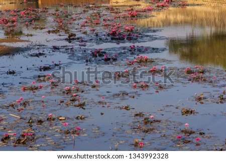 Similar – Image, Stock Photo Girl in autumn Plant