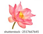 pink lotus flower isolated on white background