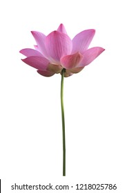 Magenta Lotus Flower Isolated On White Stock Photo (Edit Now) 140490739