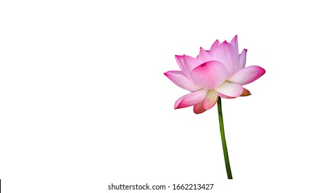 花 切り抜き の画像 写真素材 ベクター画像 Shutterstock