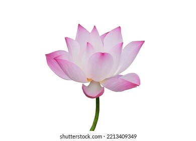 Pink Lotus Flower  Isolated On White Background, Clipping Path
