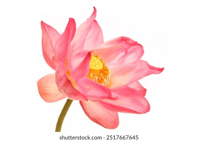 pink lotus flower isolated on white background