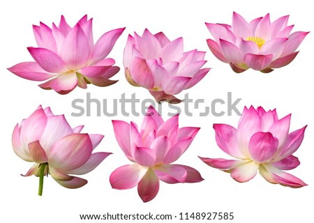 Pink Lotus flower Isolated On White Background.