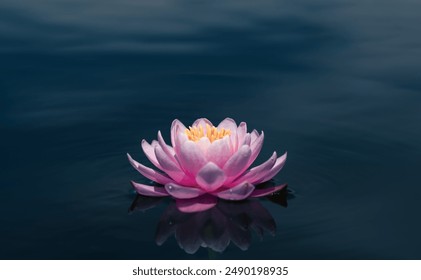 Pink lotus flower on dark background