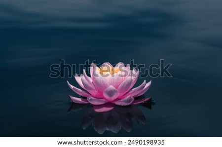 Pink lotus flower on dark background