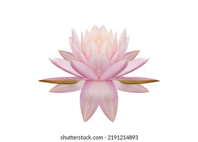 Pink lotus flower on white background - Shutterstock ID 2191214893