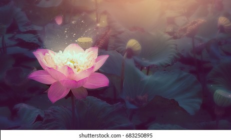 Pink Lotus flower and Lotus flower plants,Nelumbo nucifera,Indian Lotus, Sacred Lotus, Bean of India