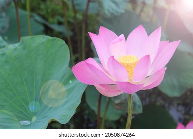 Pink lotus flower in the pond with light. Sacred lotus which is pink Nelumbo nucifera. A plant that rises from the mud with not only great beauty but also the ability to remain untainted by the mud.