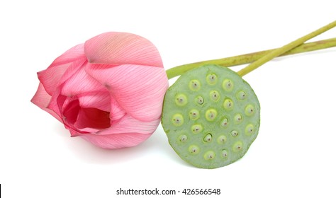 Pink lotus flower and seedpod isolated on white background