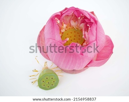Pink lotus flower and lotus stamen on white background. closeup photo, blurred.
