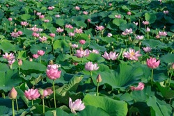 Pink Lotus Flower In The Summer Pond