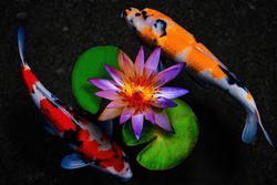 A Pink Lotus Flower And Two Koi Fishes In A Black Sand Pond