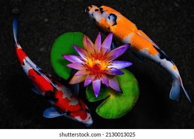 A pink lotus flower and two koi fishes in a black sand pond