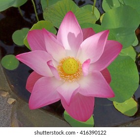 Pink Lotus Flower . View From Above .