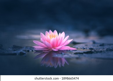Pink Lotus Flower Or Water Lily Floating On The Water  - Powered by Shutterstock