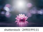 Pink lotus flower in water with sunshine 