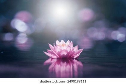 Pink lotus flower in water with sunshine  - Powered by Shutterstock