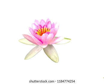 睡蓮 イラスト の写真素材 画像 写真 Shutterstock