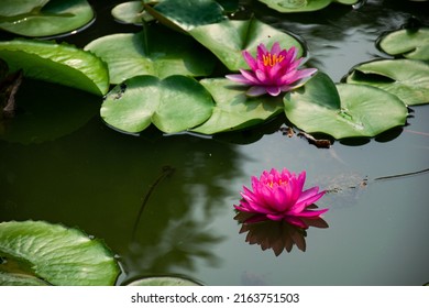 Pink Lotus Flowers Are Blooming In The Morning At A Park In Bangkok. It Can Be Made Into A Drinkable Tea By Drying It In The Sun Or Drying It And Putting It In Hot Water. Helps To Relax.
