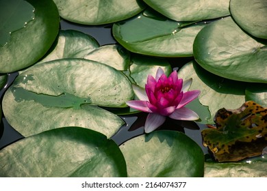 Pink Lotus Flowers Are Blooming In The Morning At A Park In Bangkok. It Can Be Made Into A Drinkable Tea By Drying It In The Sun Or Drying It And Putting It In Hot Water. Helps To Relax.
