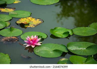 Pink Lotus Flowers Are Blooming In The Morning At A Park In Bangkok. It Can Be Made Into A Drinkable Tea By Drying It In The Sun Or Drying It And Putting It In Hot Water. Helps To Relax.
