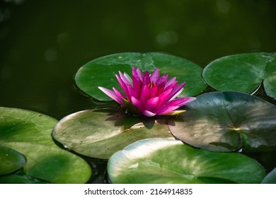 Pink Lotus Flowers Are Blooming In The Morning At A Park In Bangkok. It Can Be Made Into A Drinkable Tea By Drying It In The Sun Or Drying It And Putting It In Hot Water. Helps To Relax.
