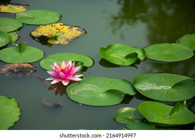 Pink Lotus Flowers Are Blooming In The Morning At A Park In Bangkok. It Can Be Made Into A Drinkable Tea By Drying It In The Sun Or Drying It And Putting It In Hot Water. Helps To Relax.
