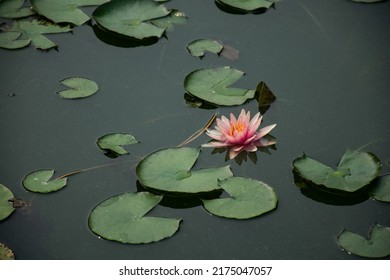 Pink Lotus Flowers Are Blooming In The Morning At A Park In Bangkok. It Can Be Made Into A Drinkable Tea By Drying It In The Sun Or Drying It And Putting It In Hot Water. Helps To Relax.