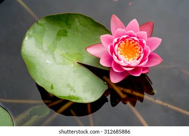 Pink lotus flowers blooming on pond