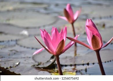 Kamal Ka Phool Images Stock Photos Vectors Shutterstock