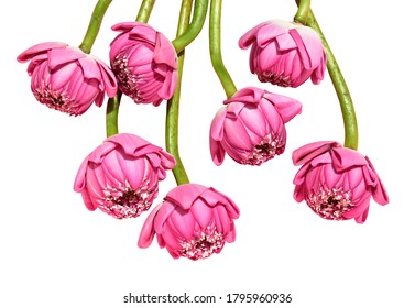 Pink lotus flowers isolated, no shadow in white background, side view, Buddha lotus, peace and meditation, Chinese Mid Autumn Festival, zen, religion