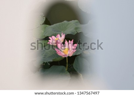 Similar – Foto Bild Teichrose Natur Pflanze